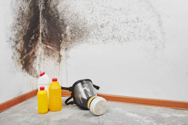Best Office Mold Removal Services  in Six Mile Run, NJ