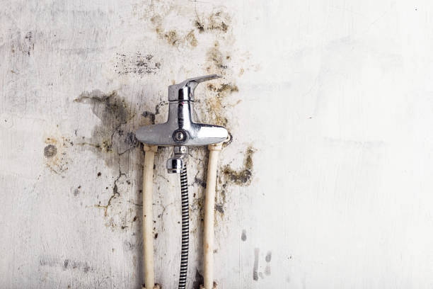 Best Certified Mold Removal  in Six Mile Run, NJ