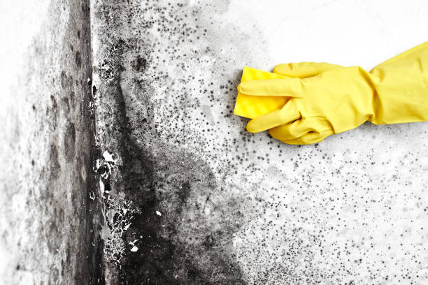 Mold Testing and Removal in Six Mile Run, NJ