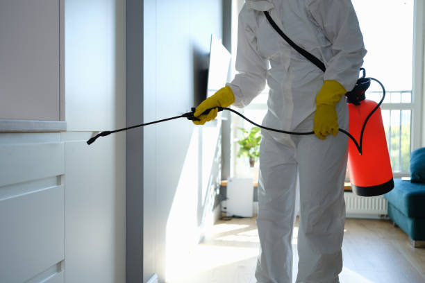 Best Local Mold Removal Service  in Six Mile Run, NJ