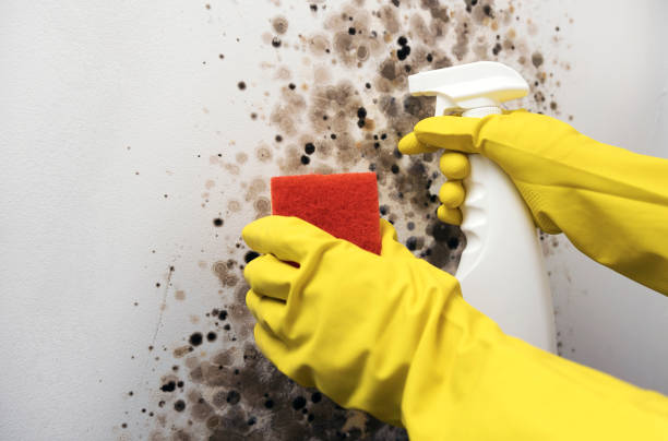 Best Residential Mold Removal  in Six Mile Run, NJ