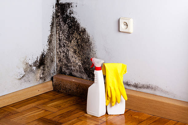 Best Affordable Mold Removal  in Six Mile Run, NJ