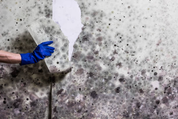 Best Crawl Space Mold Removal  in Six Mile Run, NJ